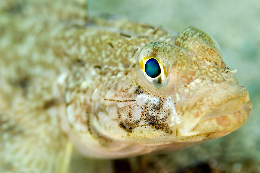 hlaváč štíhlý - Gobius geniporus