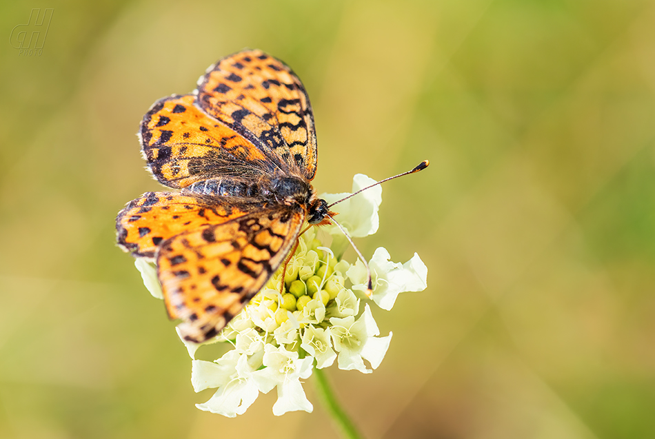 hnědásek květelový - Melitaea didyma