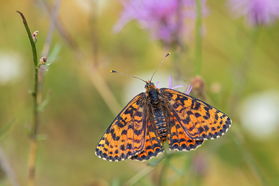 hnědásek květelový - Melitaea didyma