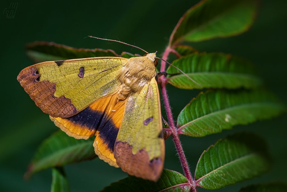 hnědopáska pistáciová - Ophiusa tirhaca