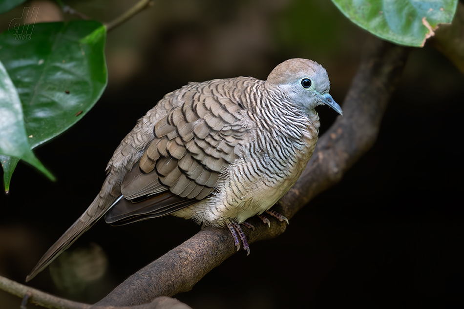 holoubek vlnkovaný - Geopelia striata