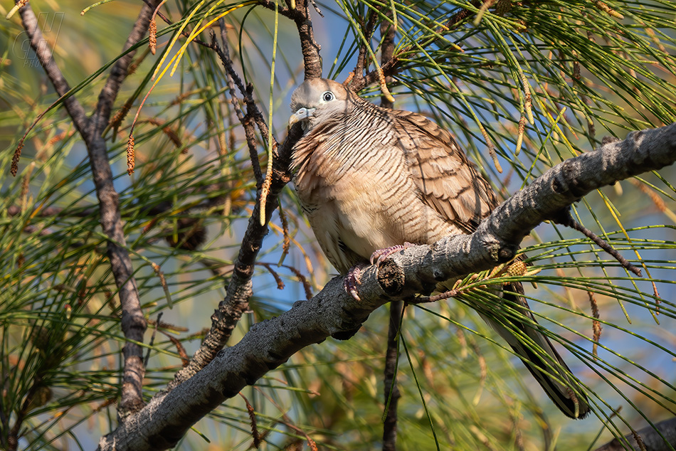 holoubek vlnkovaný - Geopelia striata