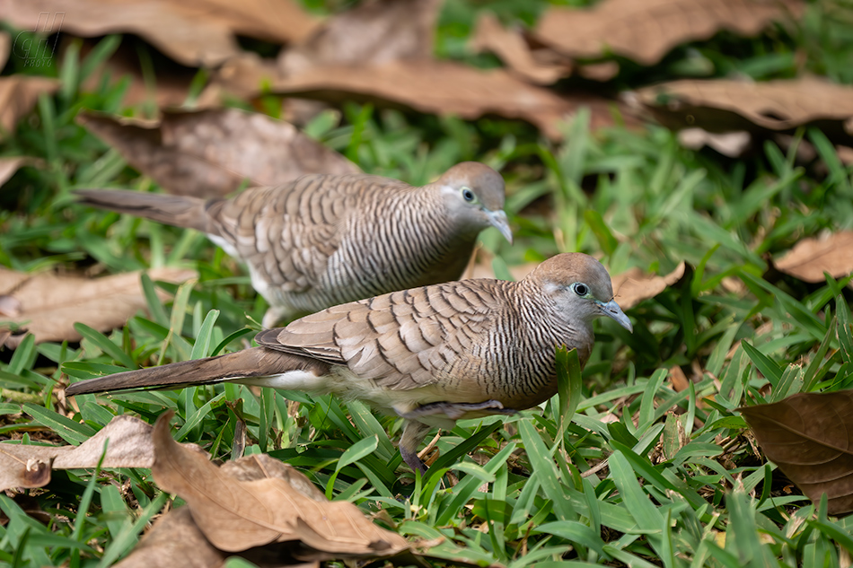 holoubek vlnkovaný - Geopelia striata