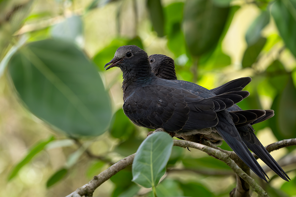 holub antilský - Patagioenas leucocephala