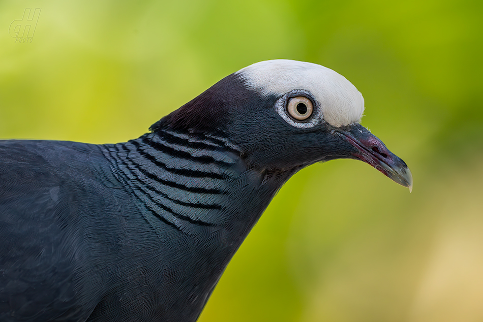 holub antilský - Patagioenas leucocephala