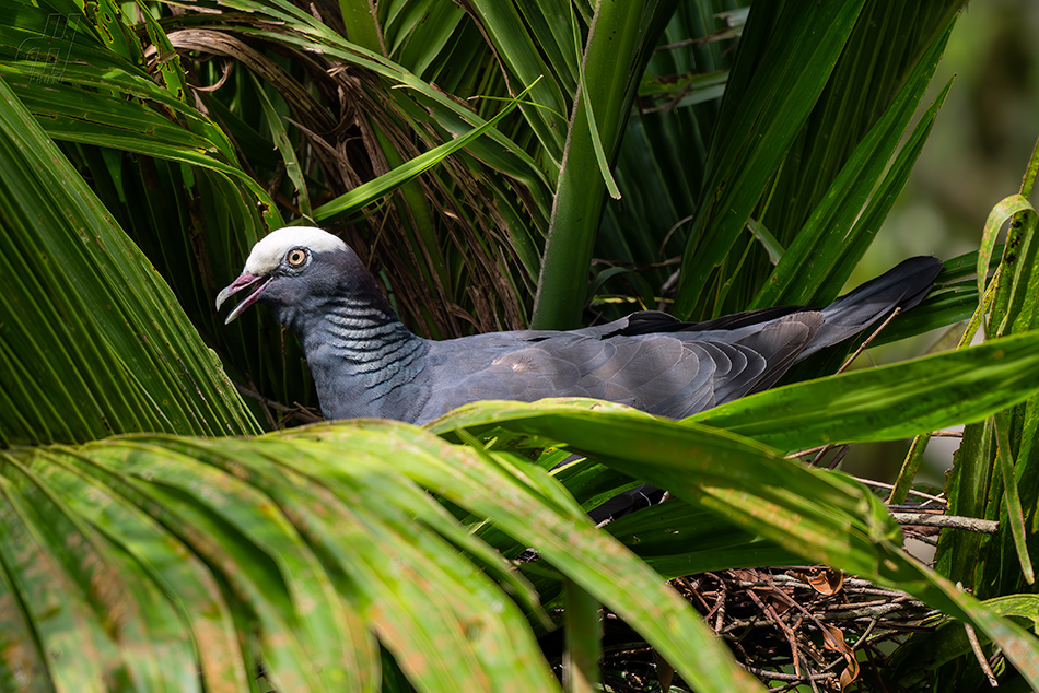 holub antilský - Patagioenas leucocephala