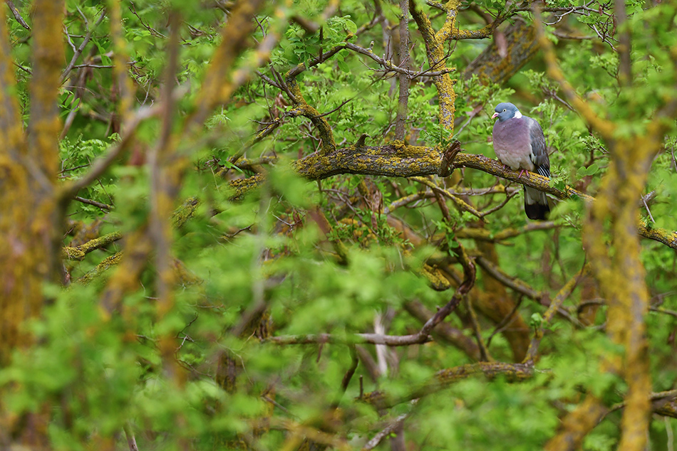 holub hřivnáč - Columba palumbus