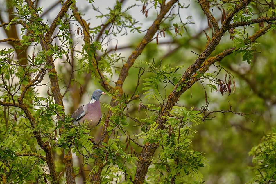 holub hřivnáč - Columba palumbus