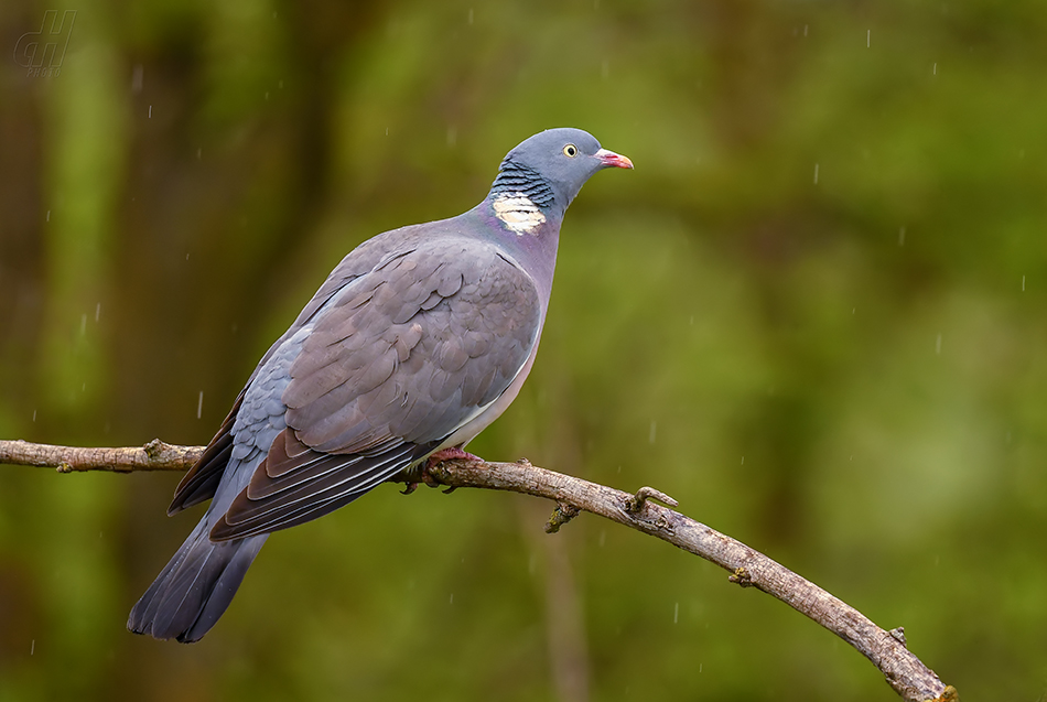 holub hřivnáč - Columba palumbus