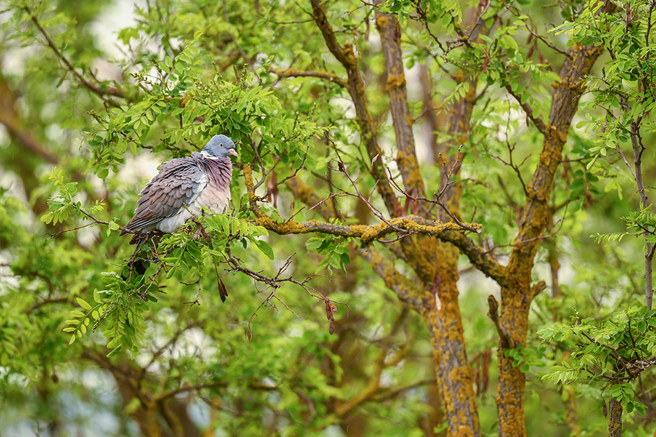 holub hřivnáč - Columba palumbus