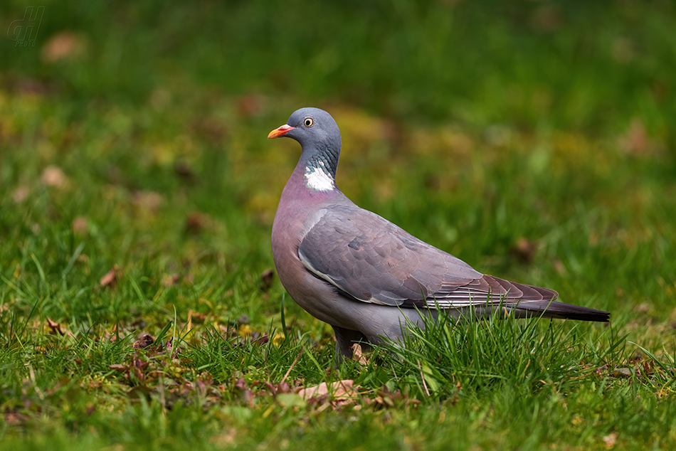 holub hřivnáč - Columba palumbus