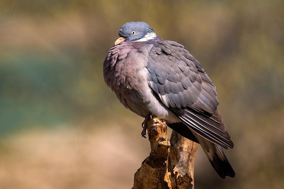 holub hřivnáč - Columba palumbus