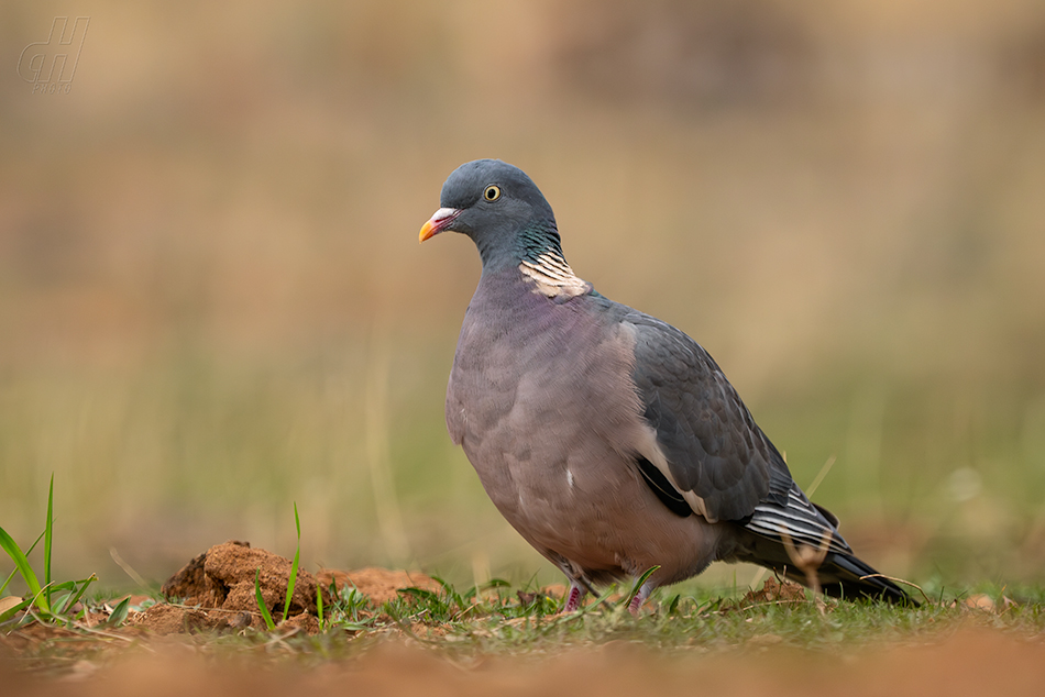 holub hřivnáč - Columba palumbus