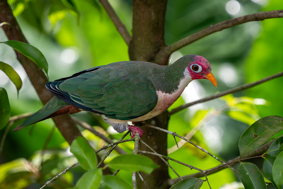 holub jambu - Ptilinopus jambu