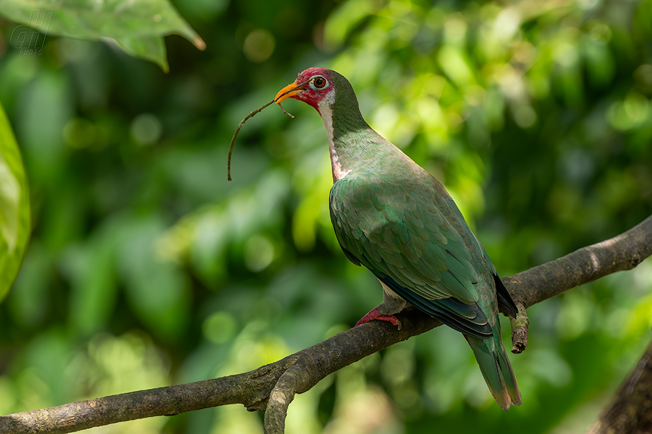 holub jambu - Ptilinopus jambu