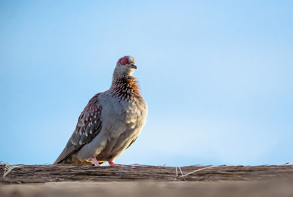 holub skvrnitý - Columba guinea