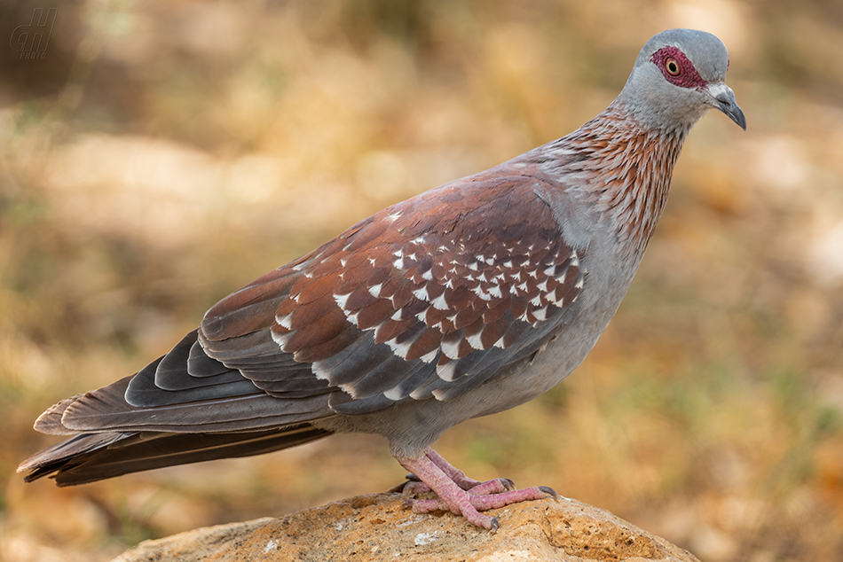 holub skvrnitý - Columba guinea