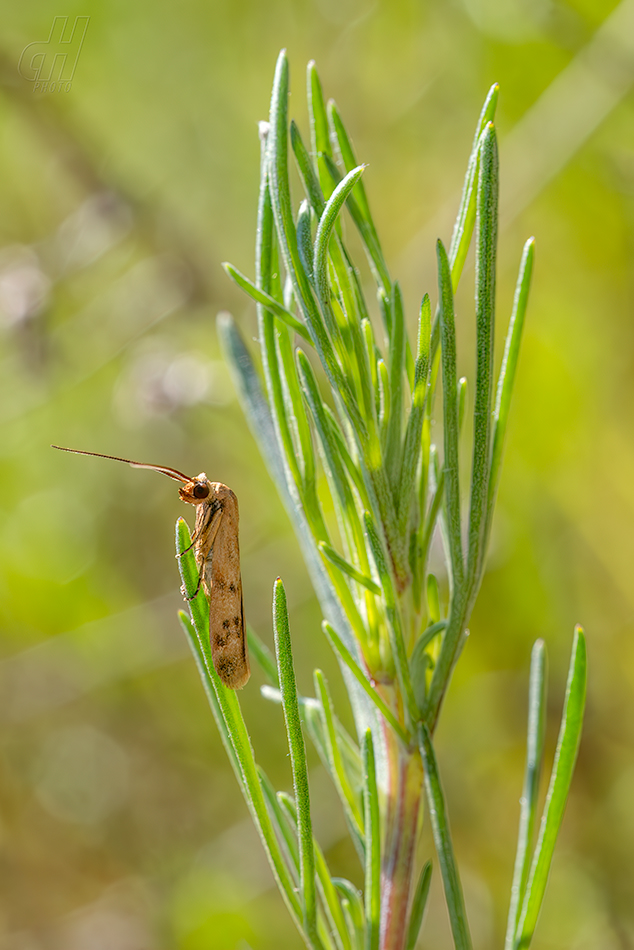 Homoeosoma sinuella