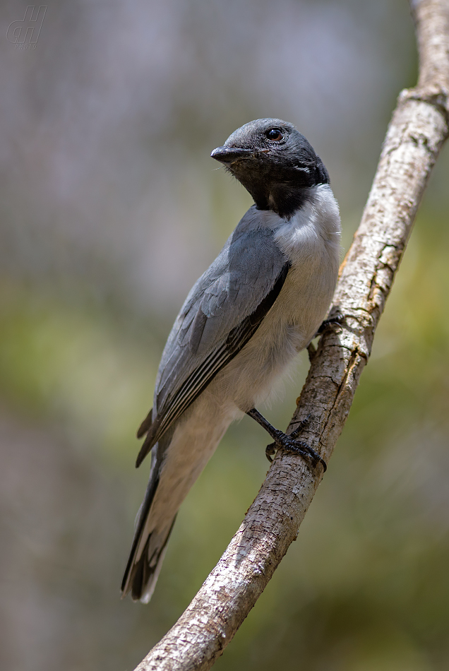 housenčík madagaskarský - Coracina cinerea