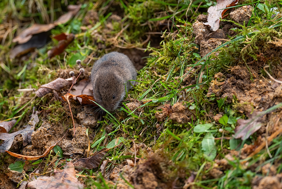 hraboš polní - Microtus arvalis