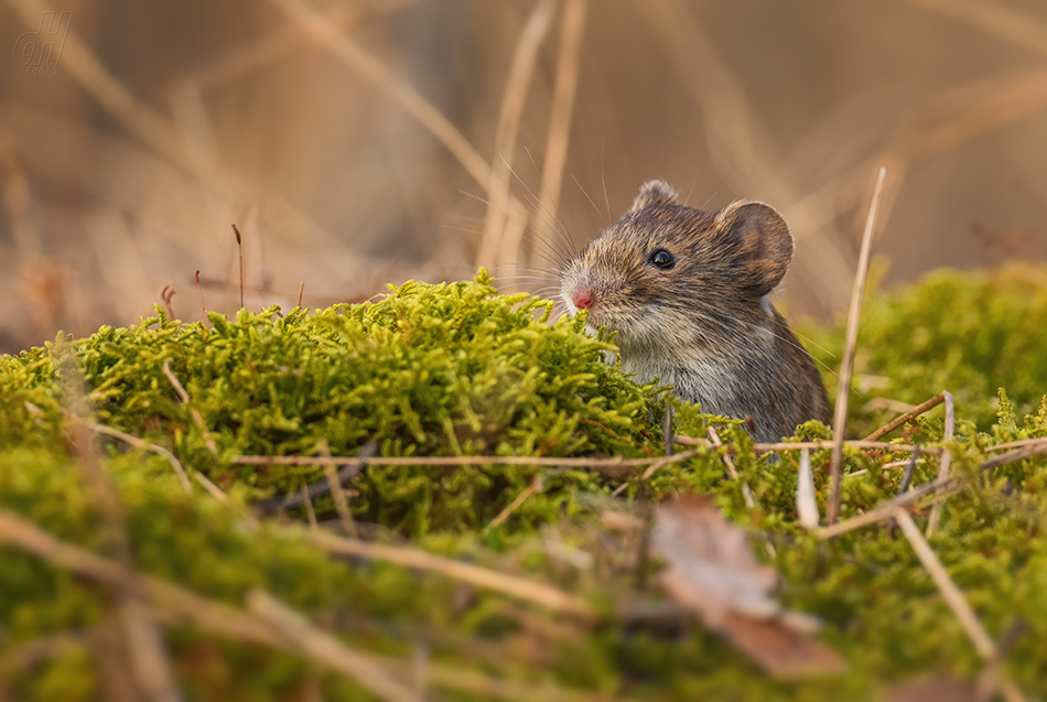 hraboš polní - Microtus arvalis