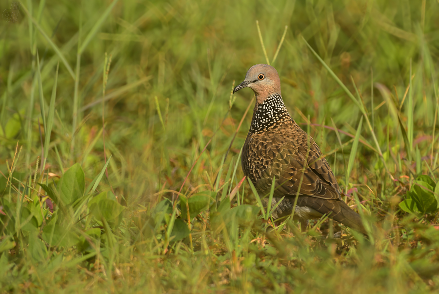 hrdlička kropenatá - Spilopelia chinensis