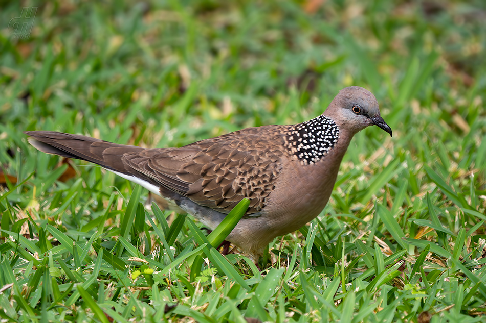 hrdlička kropenatá - Spilopelia chinensis