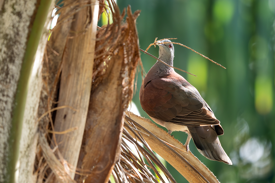 hrdlička madagaskarská - Nesoenas picturatus