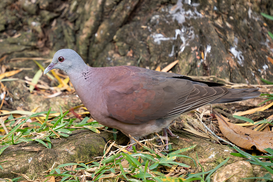 hrdlička madagaskarská - Nesoenas picturatus