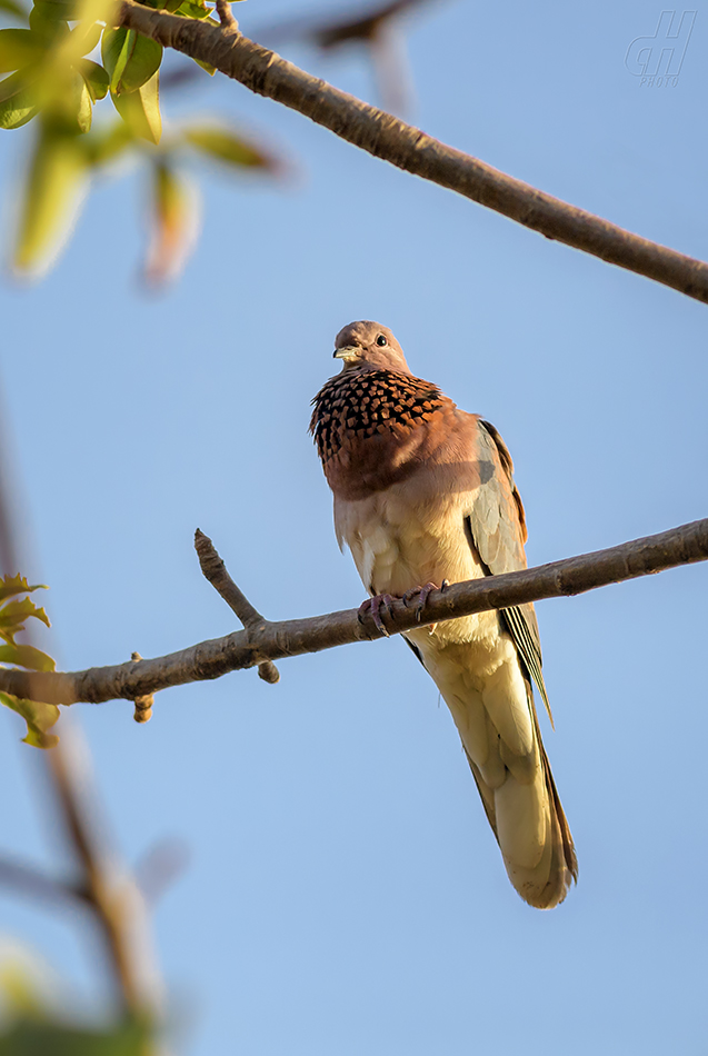 hrdlička senegalská - Spilopelia senegalensis