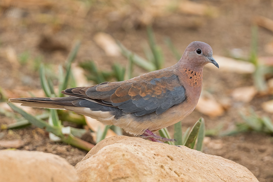 hrdlička senegalská - Spilopelia senegalensis