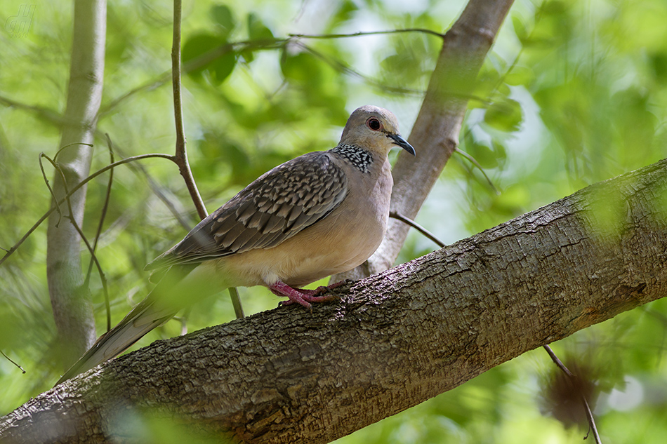 hrdlička východní - Streptopelia orientalis