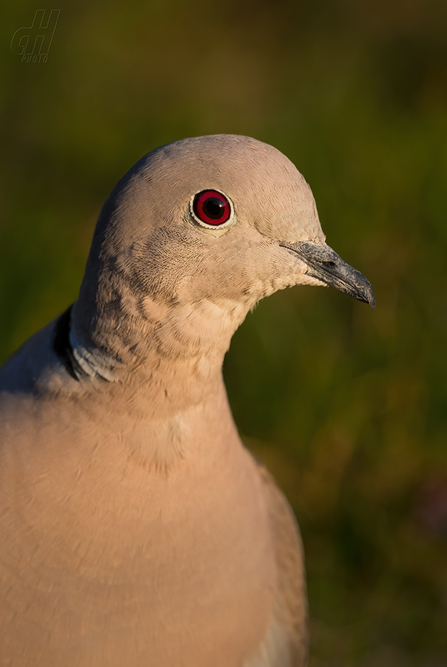 hrdlička zahradní - Streptopelia decaocto