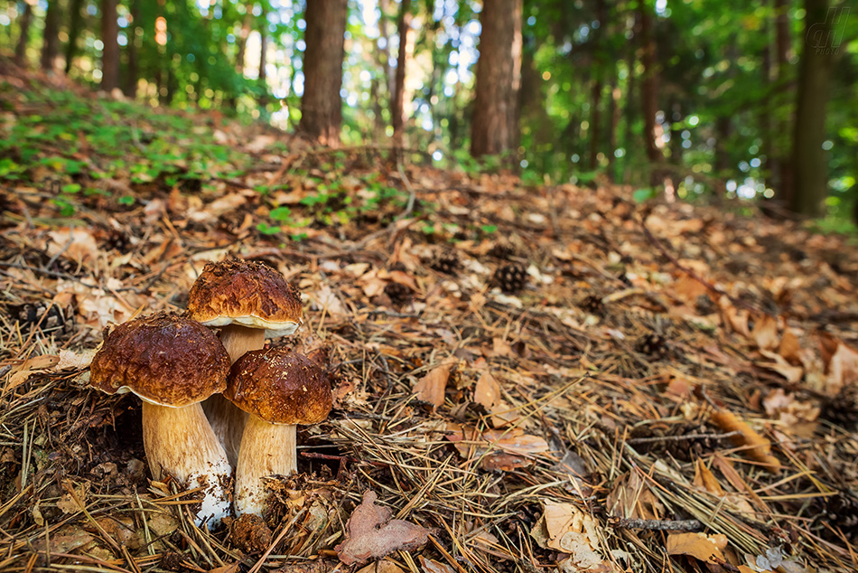 hřib smrkový - Boletus edulis