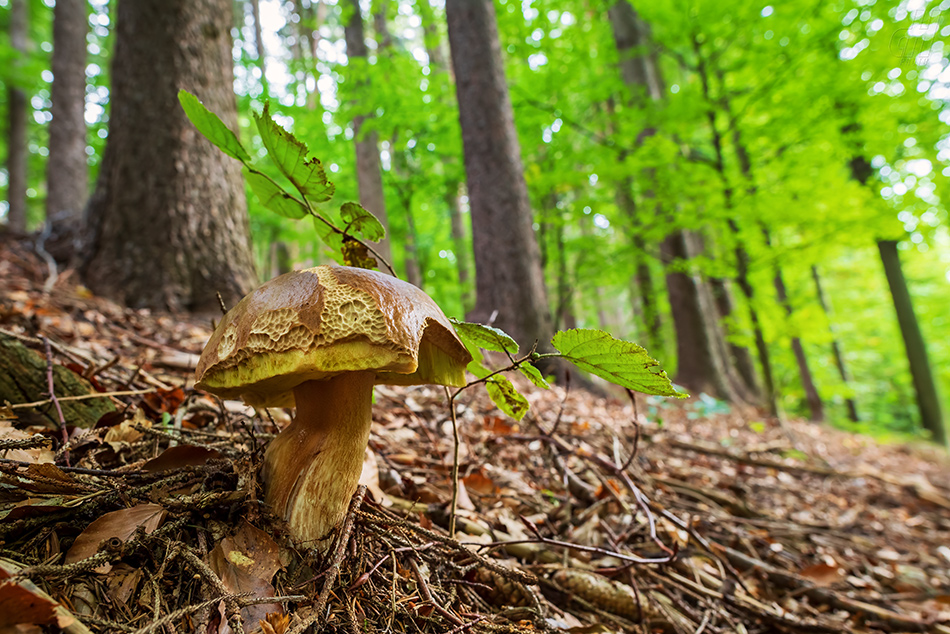 hřib smrkový - Boletus edulis