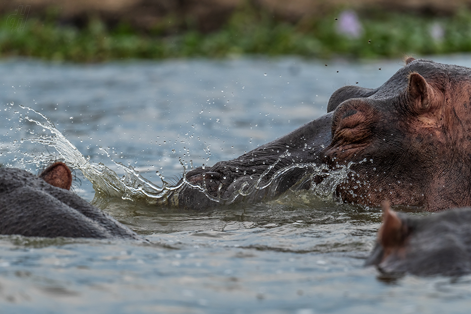 hroch obojživelný - Hippopotamus amphibius