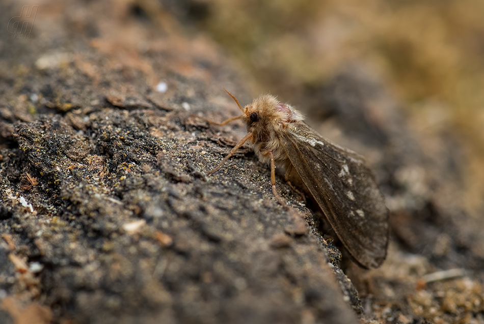 hrotnokřídlec zahradní - Korscheltellus lupulina