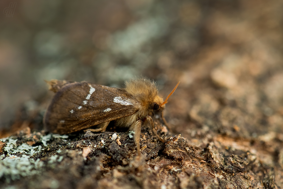 hrotnokřídlec zahradní - Korscheltellus lupulina