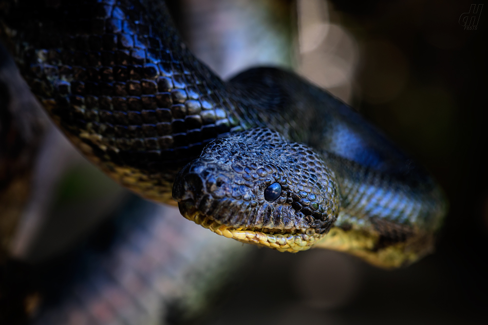 hroznýš madagaskarský - Acrantophis madagascariensis