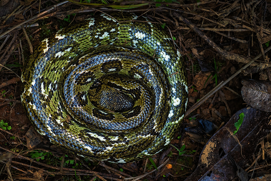 hroznýš madagaskarský - Acrantophis madagascariensis