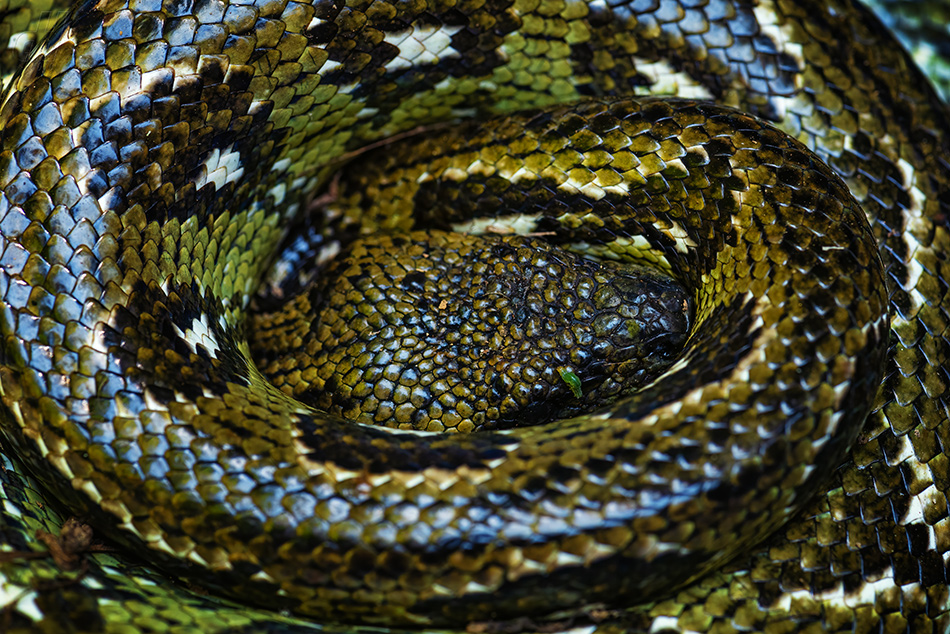 hroznýš madagaskarský - Acrantophis madagascariensis