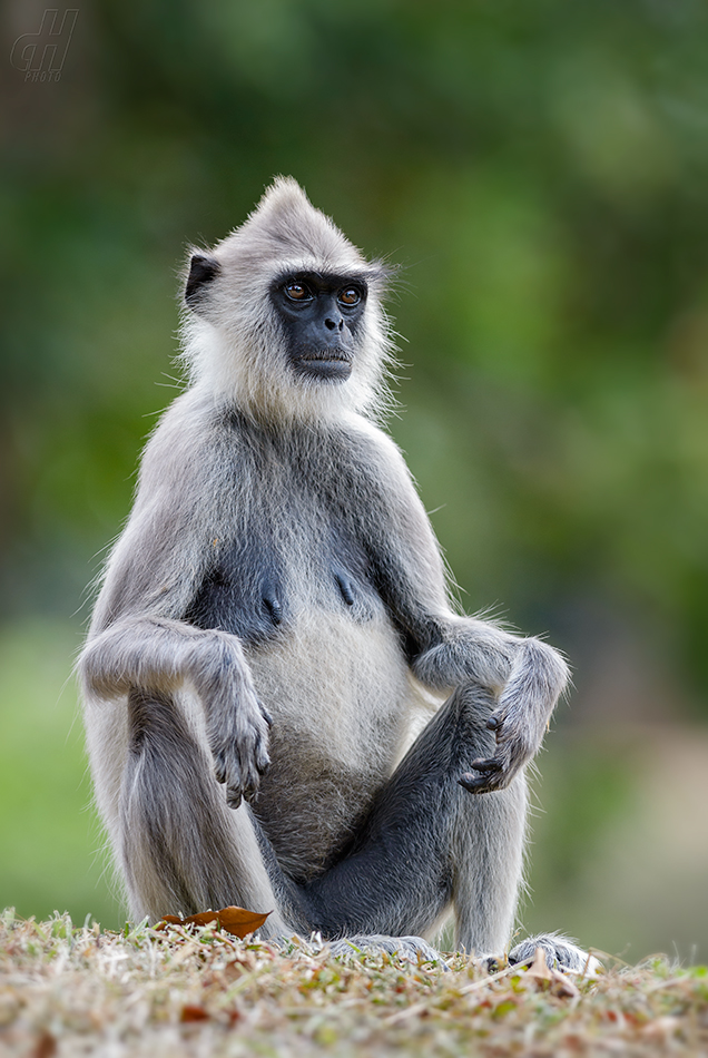 hulman posvátný - Semnopithecus entellus