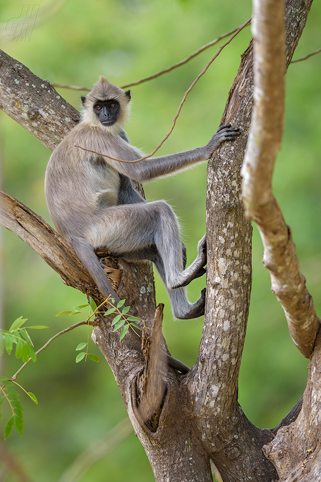 hulman posvátný - Semnopithecus entellus