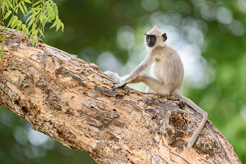 hulman posvátný - Semnopithecus entellus