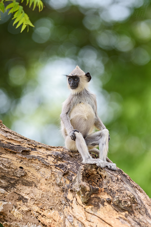 hulman posvátný - Semnopithecus entellus