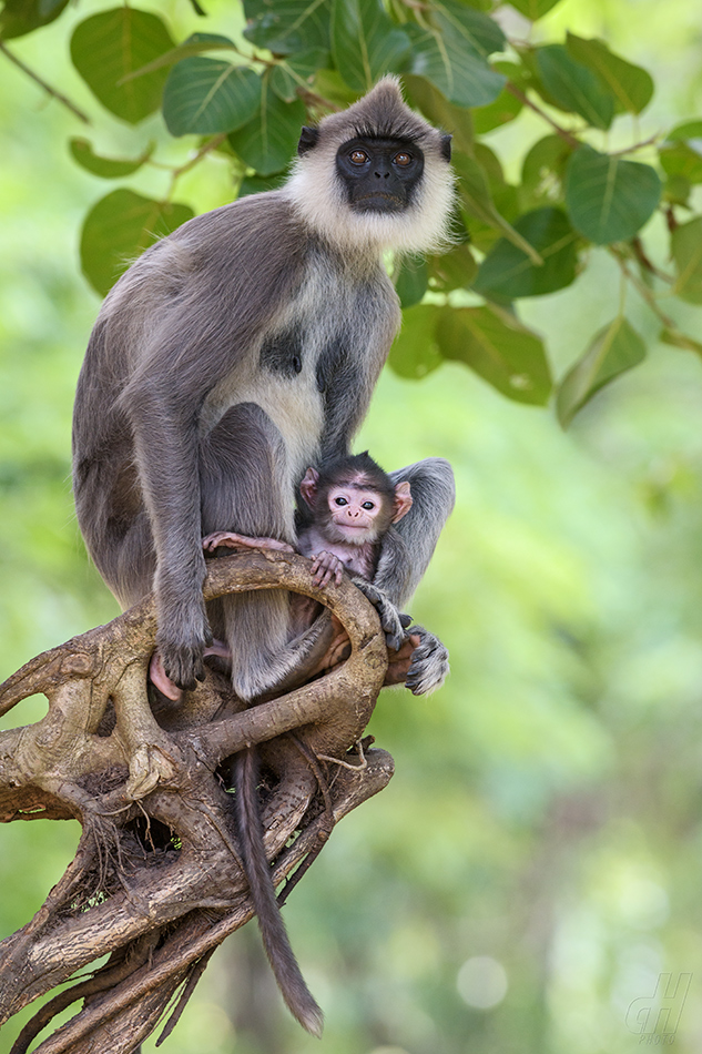 hulman posvátný - Semnopithecus entellus