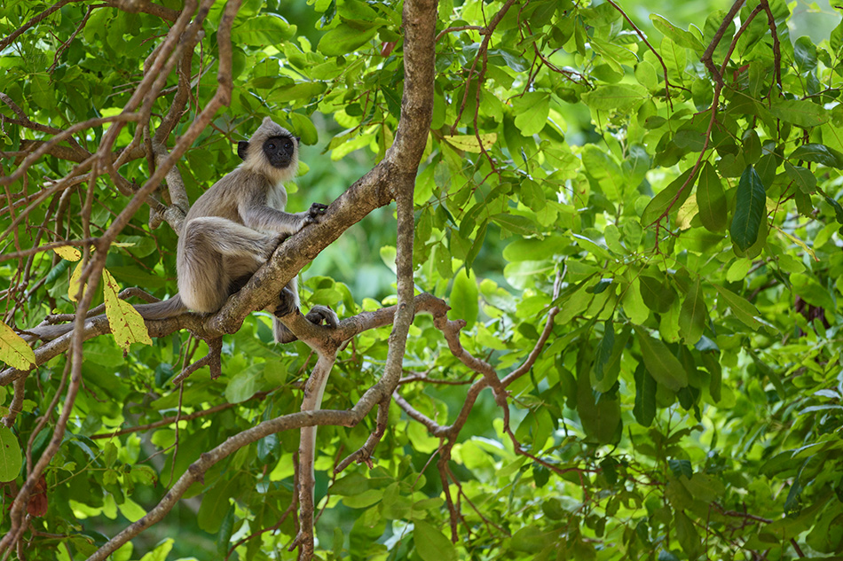 hulman posvátný - Semnopithecus entellus