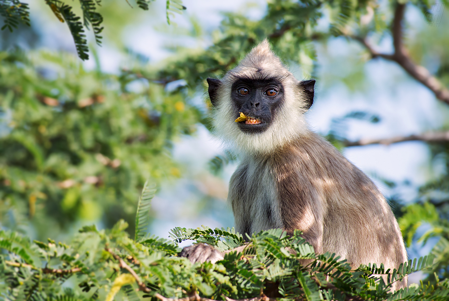 hulman posvátný - Semnopithecus entellus