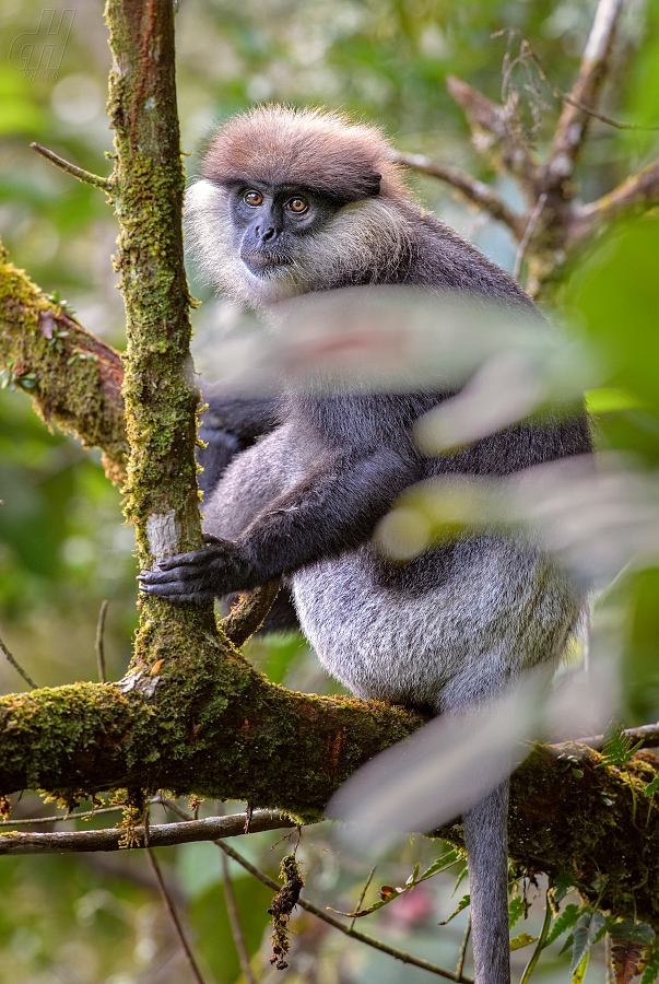 hulman rudolící - Trachypithecus vetulus