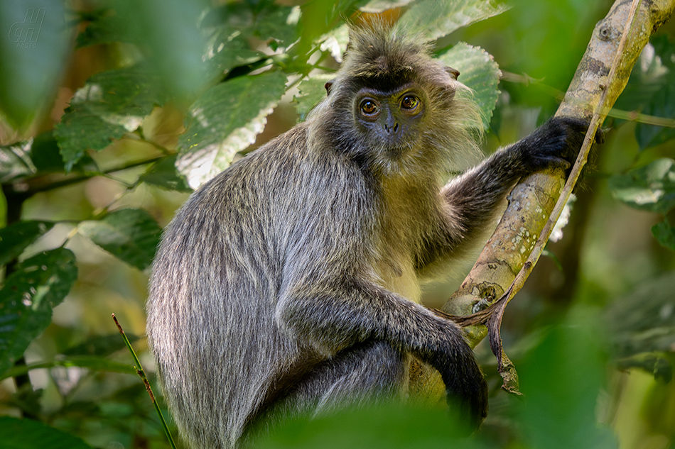 hulman stříbrný - Trachypithecus cristatus